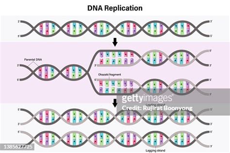 Diagram Of Dna Replication Process By Which A Double Stranded Dna Molecule Is Copied To Produce