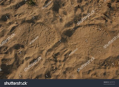 African Elephant Footprint Stock Photo 16679779 : Shutterstock