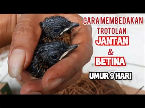 Ciri Ciri Dan Cara Membedakan Trotol Murai Batu Jantan Dan Betina Umur