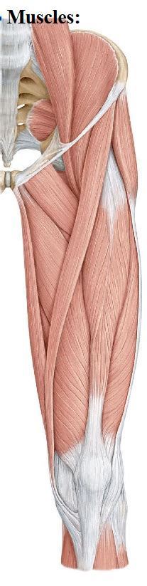 Lower Limb Anterior View Diagram Quizlet