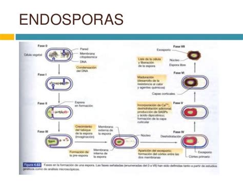 Nucleoide Endosporas E Inclusiones Citoplasmática