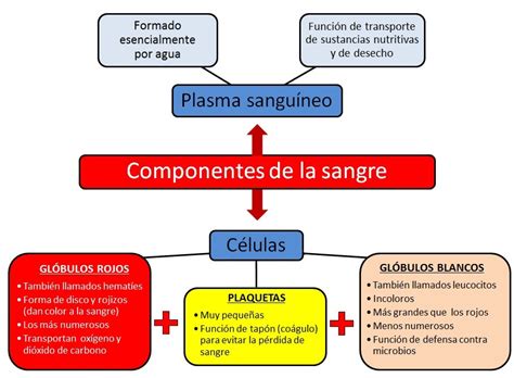 Que Es La Sangre Hecho Mapa Conceptual Brainlylat Porn Sex Picture