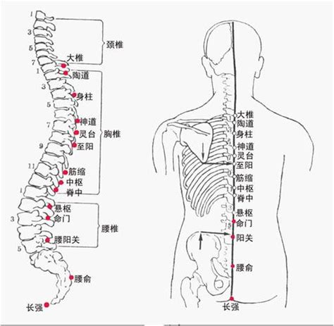 督脉经穴好记分寸歌诀 有图有真相