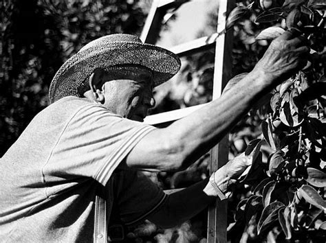 Mexican Rancher Stock Photos Pictures And Royalty Free Images Istock