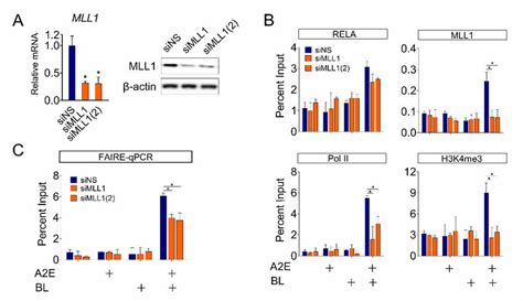 Effect Of Mll1 On Nf κb Mediated Hmox1 Gene Expression In Arpe 19