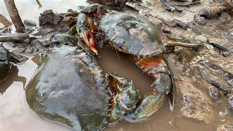 Hunting Giant Mud Crab Under The Mangroves Alimango Catching In