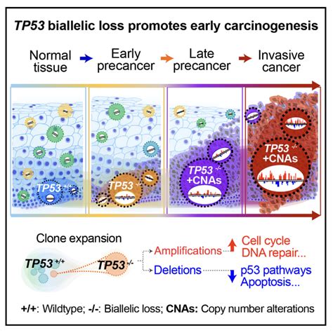 Cancer Cell白凡课题组合作揭示驱动食管正常上皮细胞癌变的基因组突变动态演变 BIOPIC网站中文版