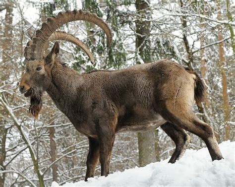 Siberian ibex - Alchetron, The Free Social Encyclopedia