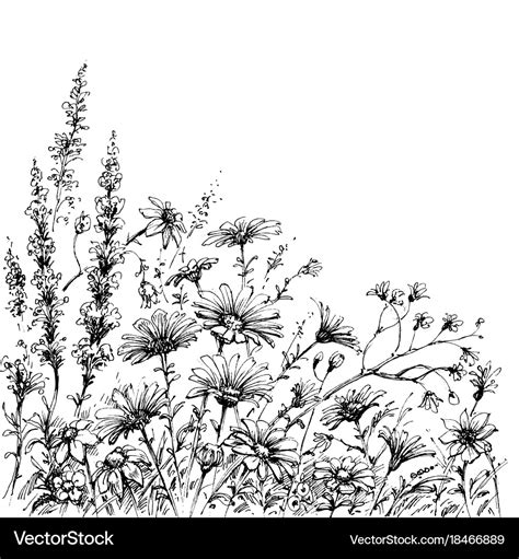 Field flowers sketch Royalty Free Vector Image