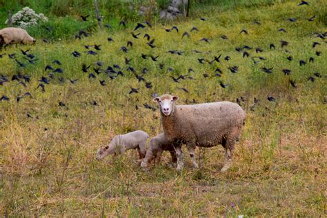 Free Images Landscape Nature Grass Field Farm Meadow Prairie