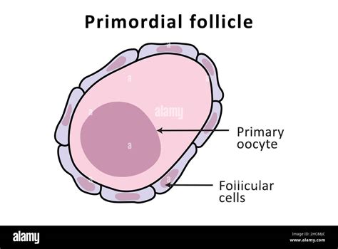 Primordial Follicle Ovary Structure Normal Menstrual Cycle Ovulation