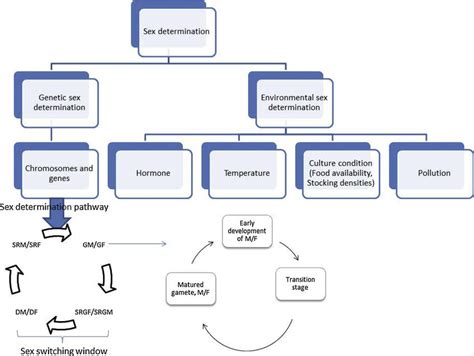 Factors Influencing Sex Determination And Differentiation And Its Download Scientific Diagram