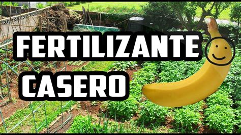 C Mo Hacer Fertilizante Casero Con Pl Tano Youtube