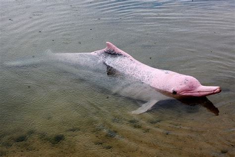 Recursos Educativos Golfinho boto vermelho da Amazónia é caçado para