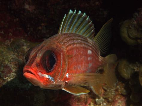 Squirrel Fish Under The Sea In The Aquarium Pinterest Squirrel