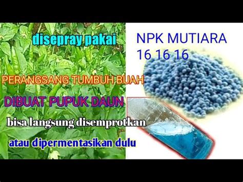 Cara Permentasi Pupuk Npk Mutiara Untuk Pupuk Daun Cabe Rawit Hijau