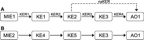 Schematic Adverse Outcome Pathway Aop Framework A The Aop Consist