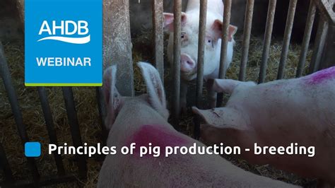 Principles Of Pig Production Breeding YouTube