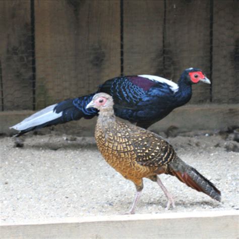 Swinhoe Pheasant Juvenile Pair