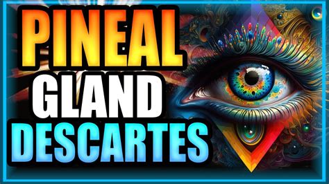 Pineal Gland The Seat Of The Soul Descartes Third Eye Functions