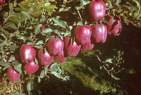 A Century Of Washington Apples Growing Produce