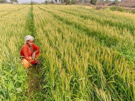 Kharif Crop Sowing Area Up By Pc Paddy Pulses Oilseeds All