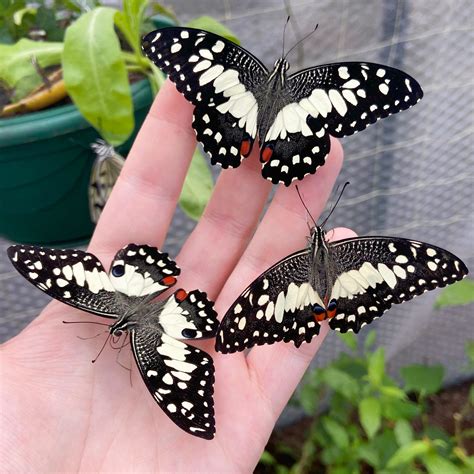 Papilio demoleus – 12 Ova/10 Larvae – Tropical Butterflies UK