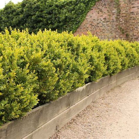 Box Hedge Buxus Sempervirens Full Hedge Unclipped Hedges Direct Blog