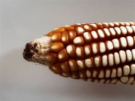 Corn At The United States Botanic Garden In Washington Dc Flickr