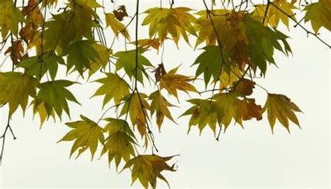 Why Does A Maple Tree Start Turning Color Losing Its Leaves In Early