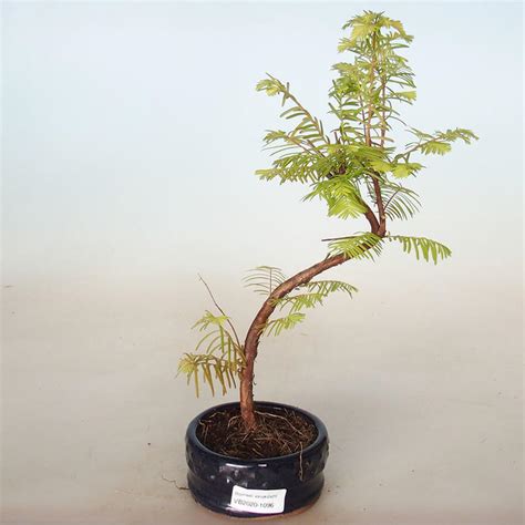 e-Bonsai - Outdoor bonsai - Metasequoia glyptostroboides - Chinese ...