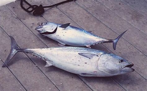 Can You Eat Bonita Fish Catch Clean And Cook Bonito