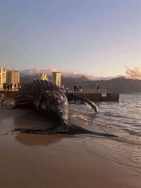 Watch Massive Whale Carcass Washes Ashore In Cape Town