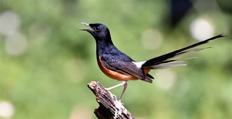 Burung Murai Keindahan Dan Keunikan Di Dunia Burung