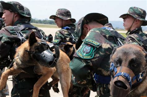 特种兵与军犬一起跳伞，狗狗很不情愿！