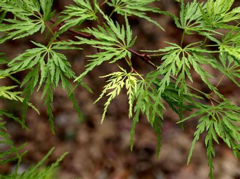 Buy Acer Palmatum Dissectum Seiryu Japanese Maple — Mr Maple │ Buy Japanese Maple Trees