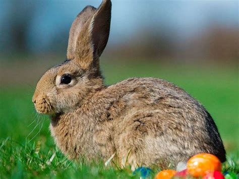 Hasen bunte Eier und andere Bräuche Neues für Kinder Badische Zeitung