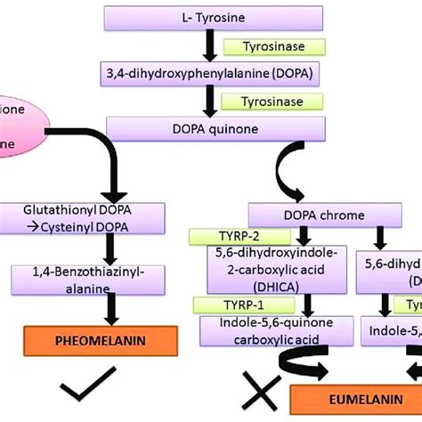 The Pathway Of Melanin Synthesis And The Site Of Action Of Glutathione