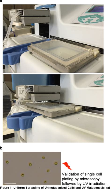 Figure 1 From High Throughput Robotically Assisted Isolation Of