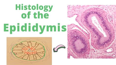 Histology Of The Epididymis YouTube