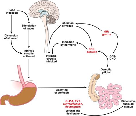 Peripheral Mechanisms In Appetite Regulation Abstract Europe PMC