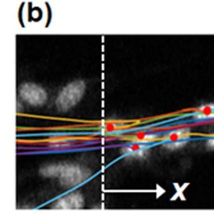 A Fluorescence Green And Phase Contrast Fusion Image Of Branch