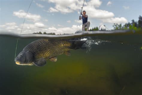 How To Catch Carp Been So Easy With 10 Tips