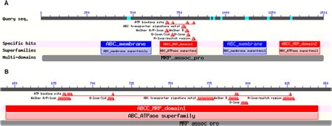 schematic representation  functional domains  abcc figure depicts