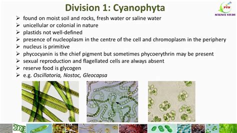 Classification Of Algae Algae Classification By G M Smith General