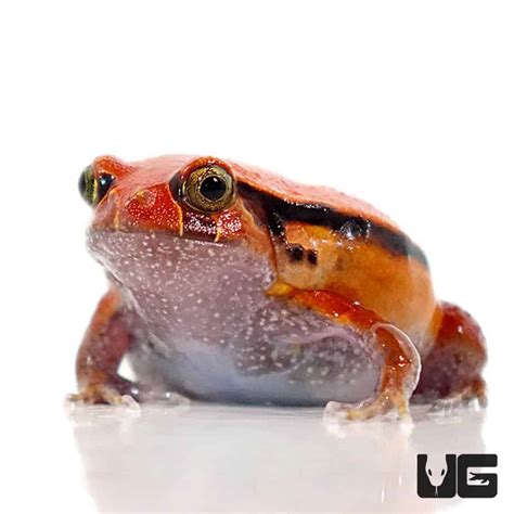 Tomato Frogs (Dyscophus guineti) For Sale - Underground Reptiles