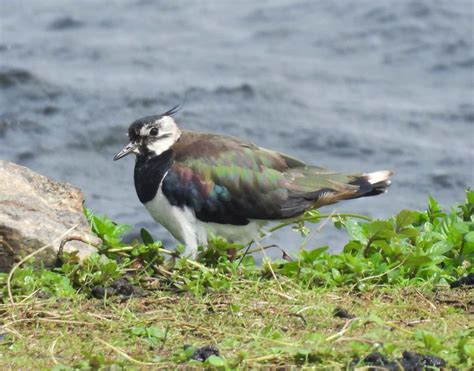 Wednesday 2nd August 2023 Cornwall Birds CBWPS