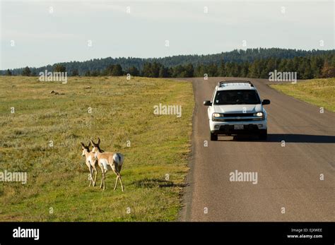 Pronghorn, Custer State Park, Black Hills, South Dakota, USA Stock ...