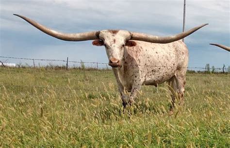 Kansas Profile Now Thats Rural Joe Sedlacek Lazy J Longhorns