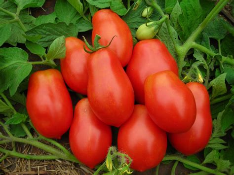 Italian Roma Tomato Seeds Ct Vegetable Garden Tomato Paste Sauce Etsy